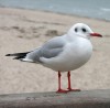 Seagull Manager