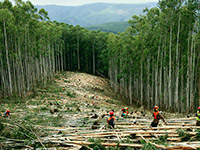 cutting-down-forests